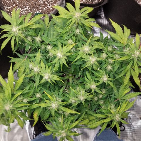 Six Shooter  growlog timeline photo