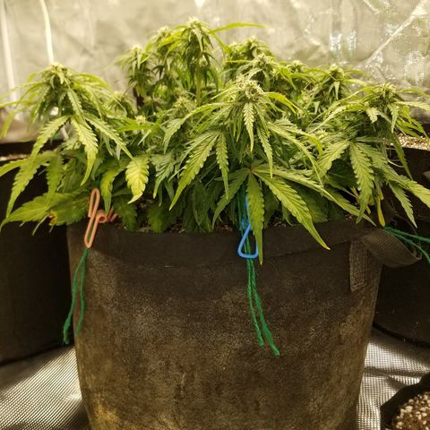 Six Shooter  growlog timeline photo