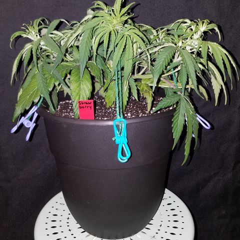 Strawberry Sprinkles growlog timeline photo
