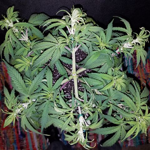 Strawberry Sprinkles growlog timeline photo