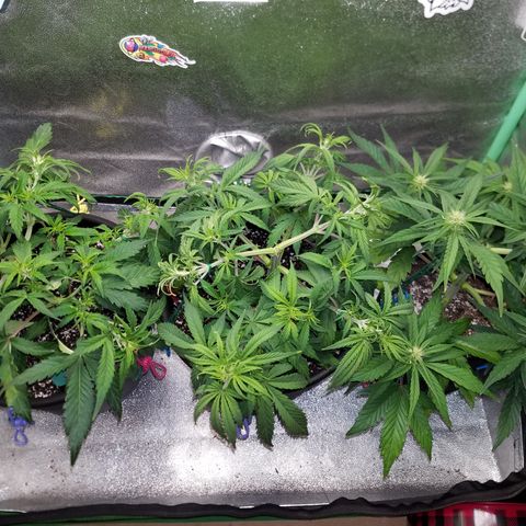Strawberry Sprinkles growlog timeline photo