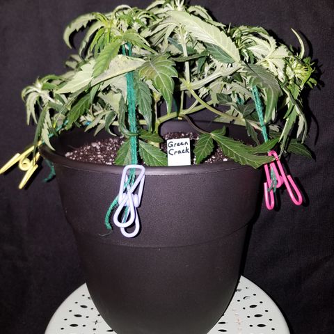 Green Crack  growlog timeline photo
