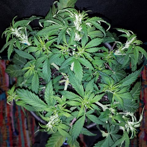 Green Crack  growlog timeline photo