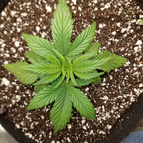 Test #58 growlog timeline photo