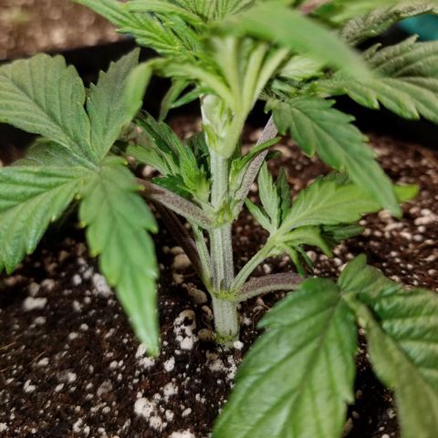 Test #58 growlog timeline photo