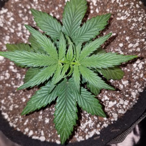 Test #58 growlog timeline photo