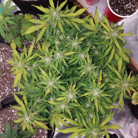 Six Shooter  growlog timeline photo