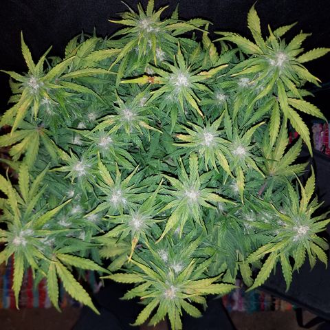 Six Shooter  growlog timeline photo