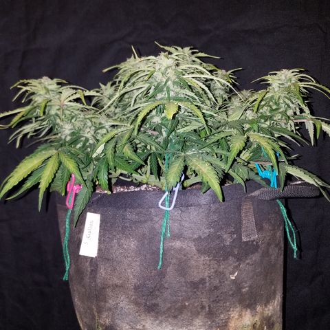 Six Shooter  growlog timeline photo