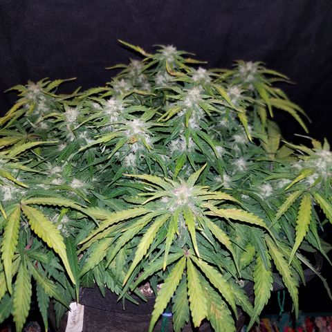 Six Shooter  growlog timeline photo