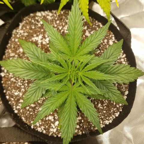 Test #58 growlog timeline photo