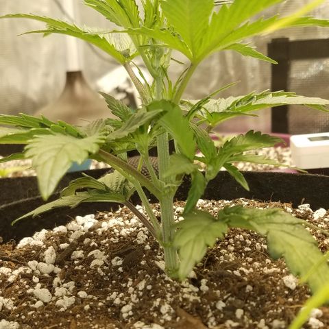 Test #58 growlog timeline photo