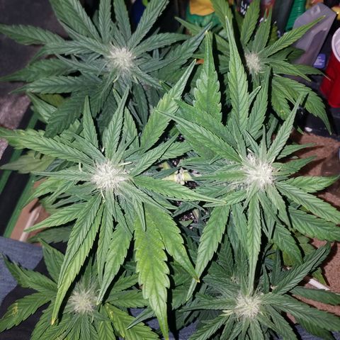 Loco Mota growlog timeline photo