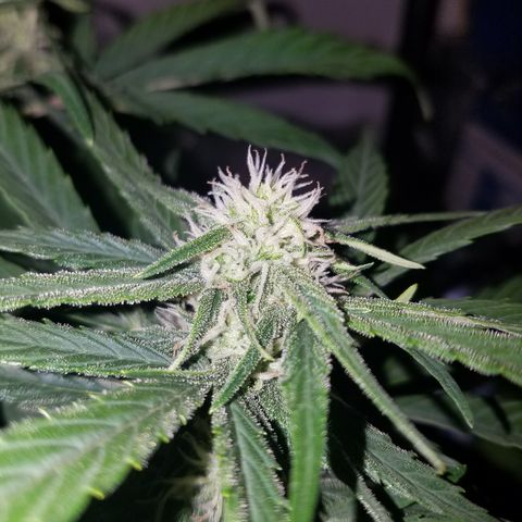 Loco Mota growlog timeline photo