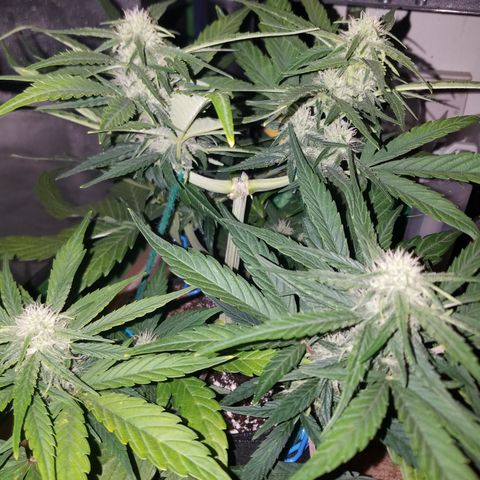 Loco Mota growlog timeline photo
