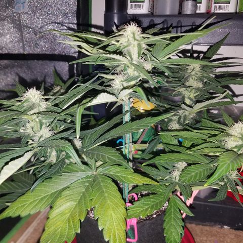 Loco Mota growlog timeline photo