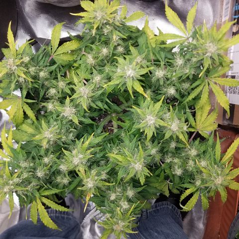 Six Shooter  growlog timeline photo