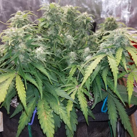 Six Shooter  growlog timeline photo