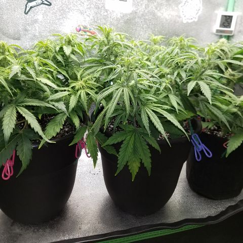 Strawberry Sprinkles growlog timeline photo