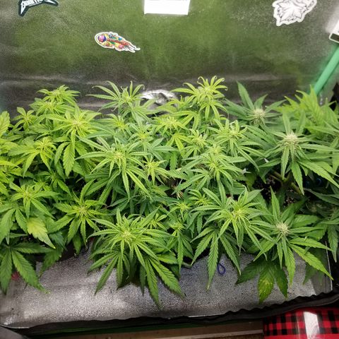 Strawberry Sprinkles growlog timeline photo