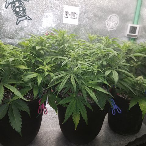Strawberry Sprinkles growlog timeline photo