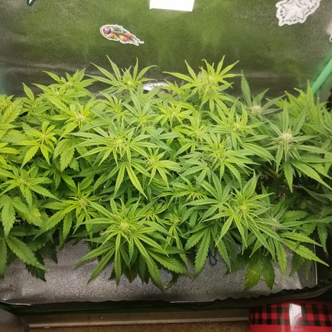 Strawberry Sprinkles growlog timeline photo