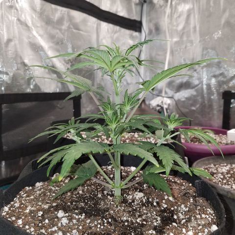 Test #58 growlog timeline photo