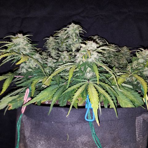 Six Shooter  growlog timeline photo