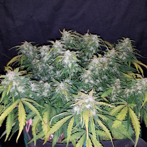 Six Shooter  growlog timeline photo