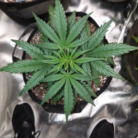 Test #58 growlog timeline photo