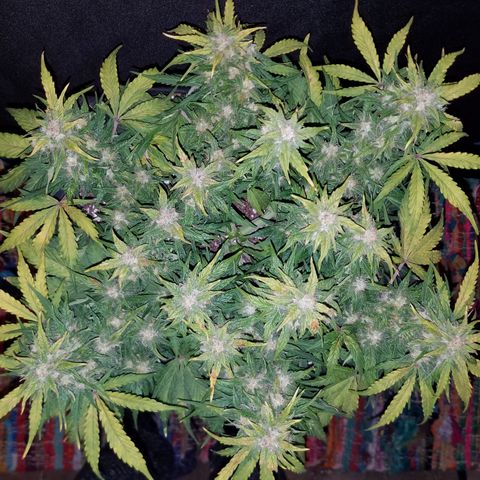 Six Shooter  growlog timeline photo