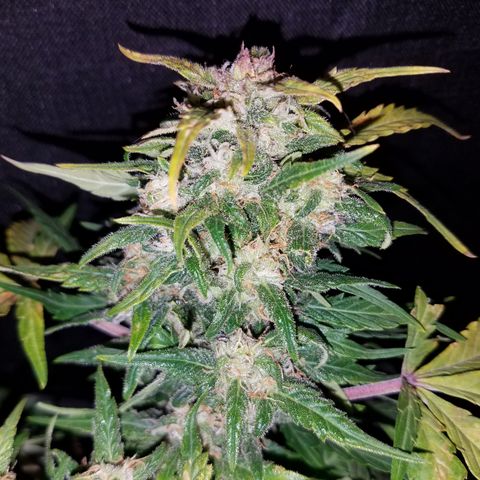 Six Shooter  growlog timeline photo