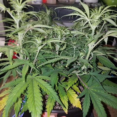 Strawberry Sprinkles growlog timeline photo