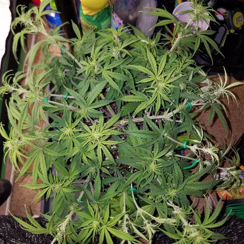 Strawberry Sprinkles growlog timeline photo