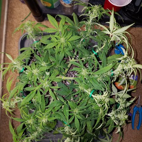 Green Crack  growlog timeline photo