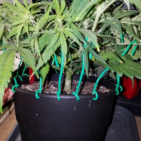 Strawberry Sprinkles growlog timeline photo