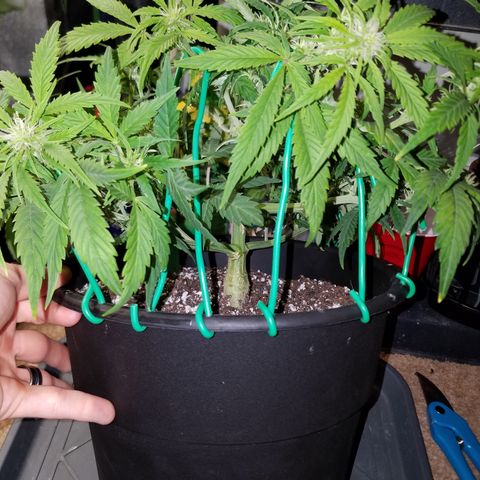 Green Crack  growlog timeline photo