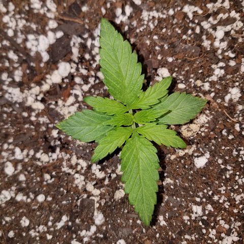 Super Skunk Kush #2 growlog timeline photo