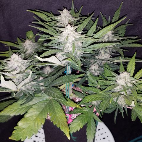 Loco Mota growlog timeline photo
