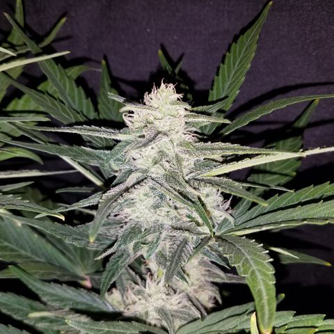 Loco Mota growlog timeline photo