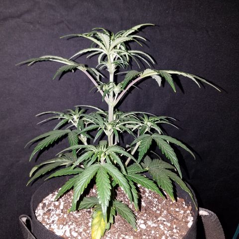 Test #58 growlog timeline photo