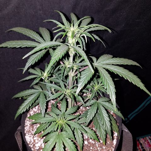 Test #58 growlog timeline photo