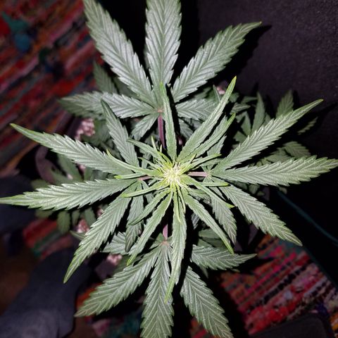 Test #58 growlog timeline photo