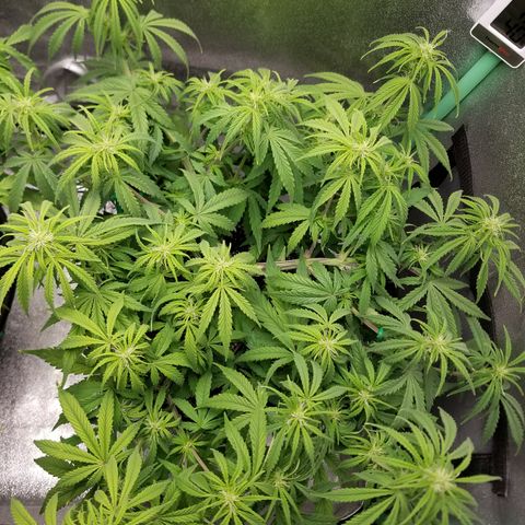 Strawberry Sprinkles growlog timeline photo