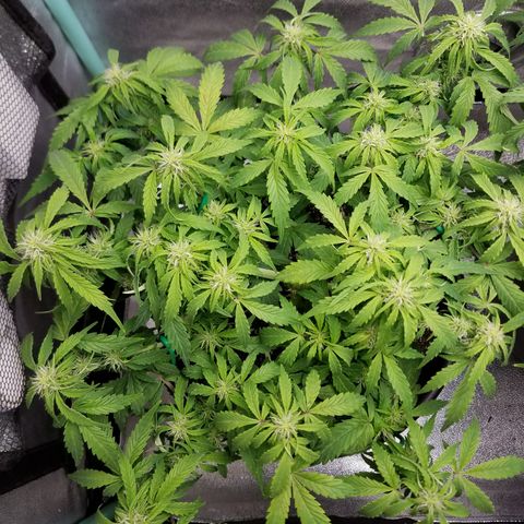 Green Crack  growlog timeline photo