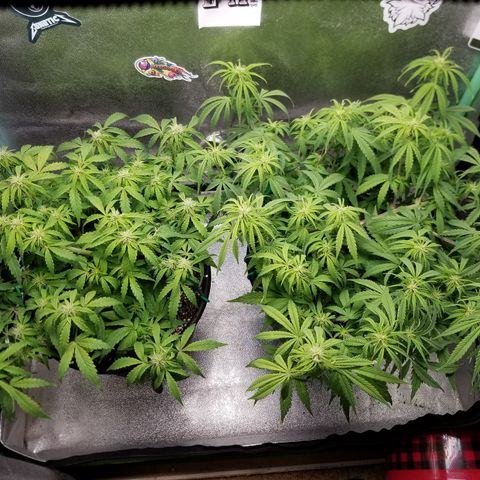 Strawberry Sprinkles growlog timeline photo