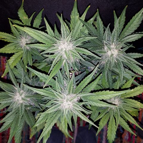 Loco Mota growlog timeline photo