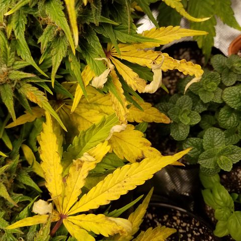 Six Shooter  growlog timeline photo
