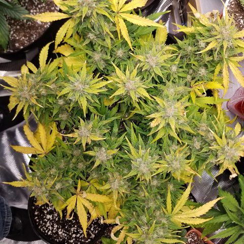 Six Shooter  growlog timeline photo