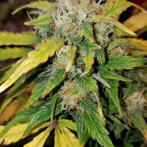 Six Shooter  growlog timeline photo